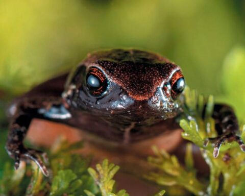 New species of frog in Ecuador is smaller than a coin