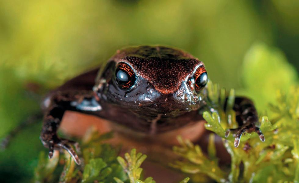 New species of frog in Ecuador is smaller than a coin