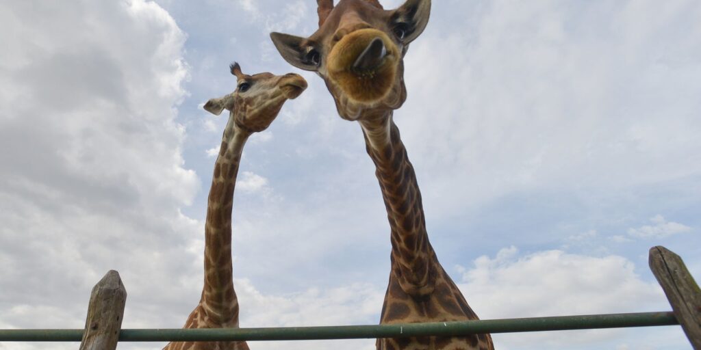 PF collects 15 giraffes in resort and arrests two people