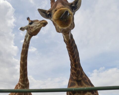 PF collects 15 giraffes in resort and arrests two people