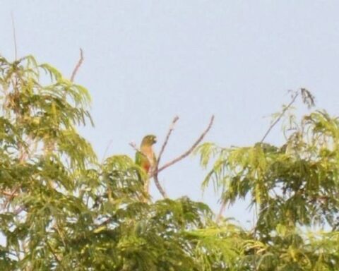 Parrot Week: they continue with the sighting and counting of birds