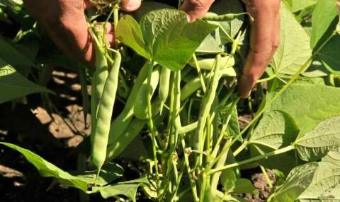 Pest affects between 40 and 50% of bean production in San Juan