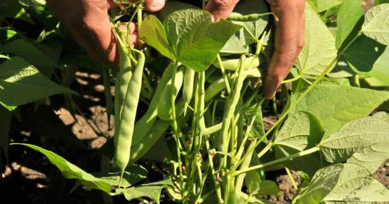 Pest affects between 40 and 50% of bean production in San Juan