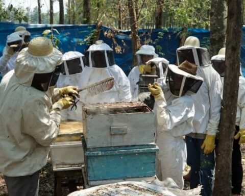 Producer families of Independencia Verde harvest honey for the first time