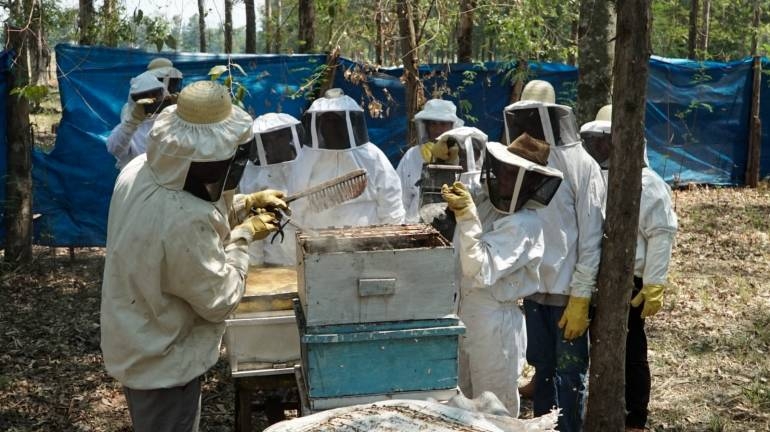 Producer families of Independencia Verde harvest honey for the first time