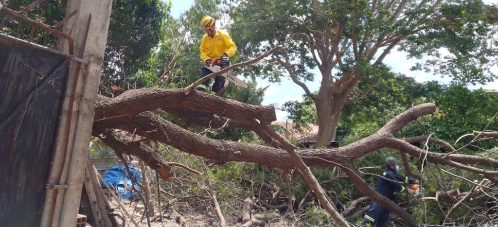 Strong winds cause trees to fall in Santa Cruz and mobilize firefighters and officials