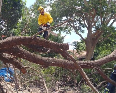 Strong winds cause trees to fall in Santa Cruz and mobilize firefighters and officials