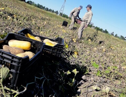 The government bets on agri-food to boost exports