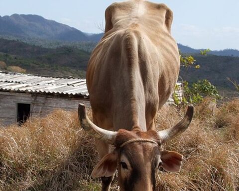 The low slaughter of cattle is due to the "botch" of the Cuban ranchers