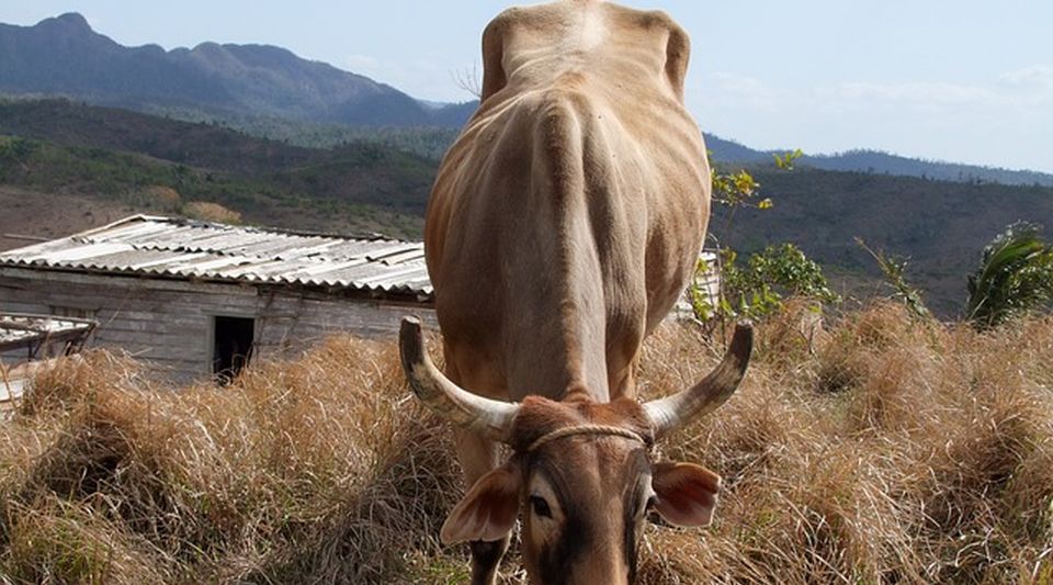 The low slaughter of cattle is due to the "botch" of the Cuban ranchers