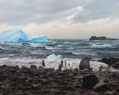 ISLA REY JORGE CHILE