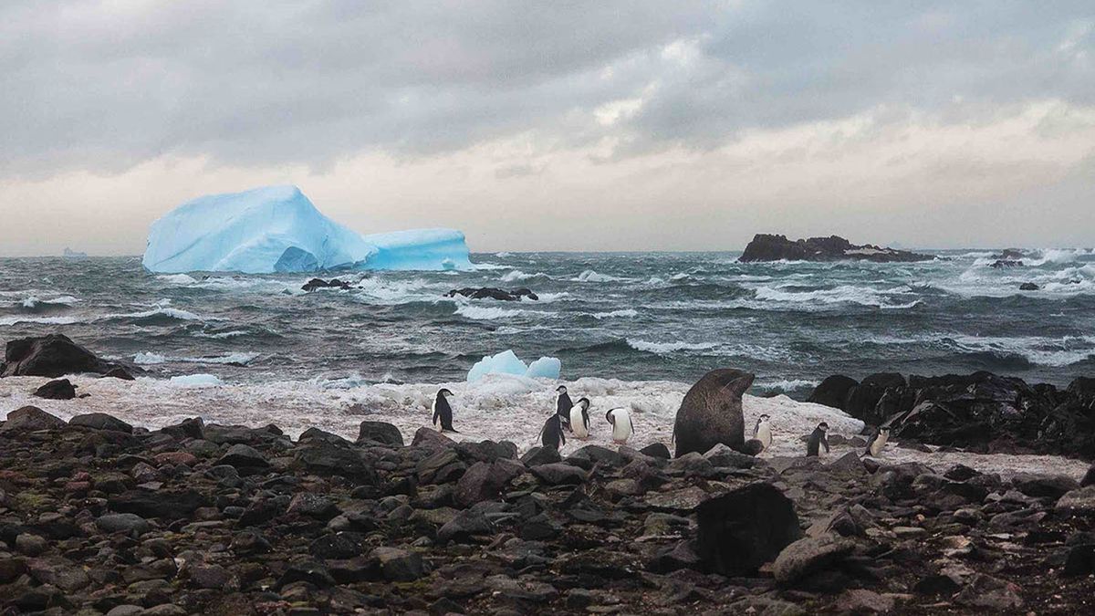 ISLA REY JORGE CHILE