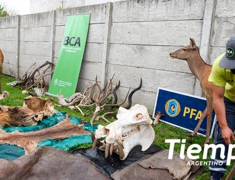 The unknown world of illegal wildlife trafficking