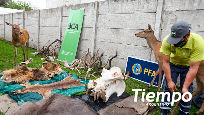 The unknown world of illegal wildlife trafficking