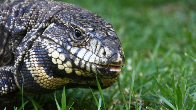 There is fear of the presence of lizards, although specialists say they are not dangerous