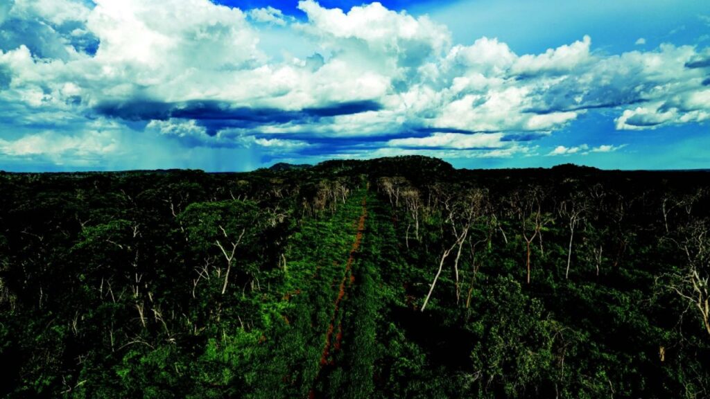 They give forest concessions as agricultural land in San Rafael