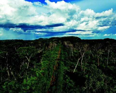 They give forest concessions as agricultural land in San Rafael