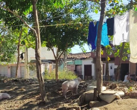 They kidnap animals, steal crops, the nightmare of the Cuban peasant