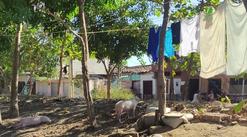 They kidnap animals, steal crops, the nightmare of the Cuban peasant