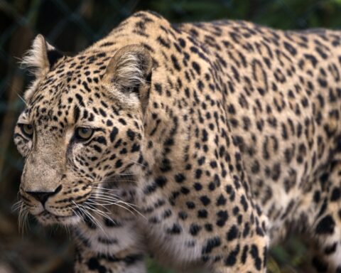 Tigre tore the hand of his caretaker and attacked two tourists on safari