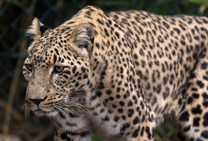 Tigre tore the hand of his caretaker and attacked two tourists on safari