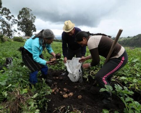 15% of potato producers have given up cultivation