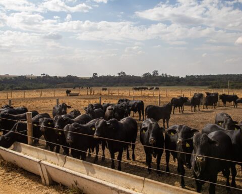 Agreement will encourage reduction of CO2 emissions in cattle ranching