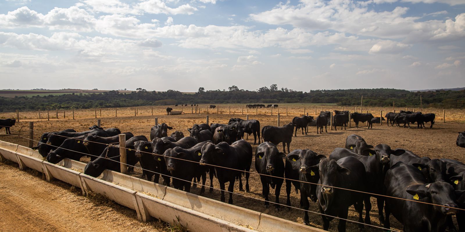 Agreement will encourage reduction of CO2 emissions in cattle ranching