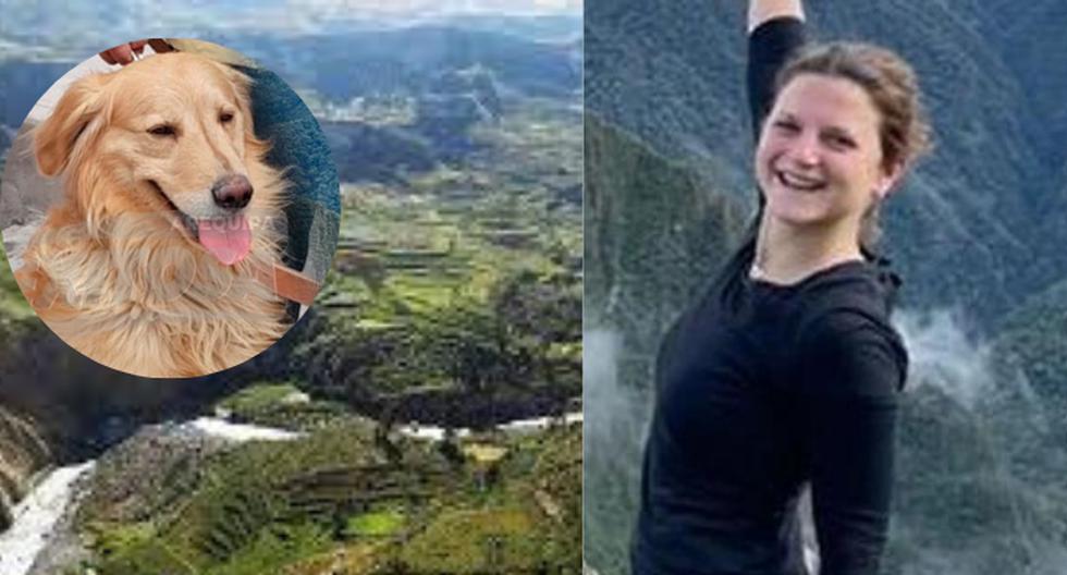 Arequipa: dog Wally joins the search for a missing Belgian tourist in Colca (VIDEO)