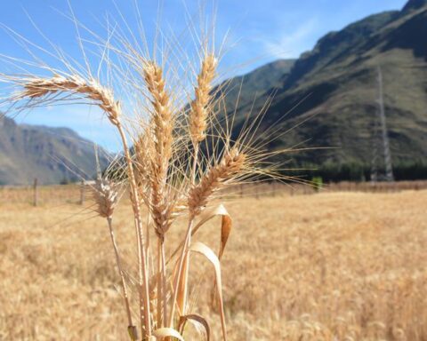 CCL: War between Russia and Ukraine puts Peruvian wheat imports at risk