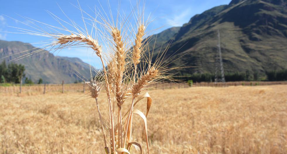 CCL: War between Russia and Ukraine puts Peruvian wheat imports at risk