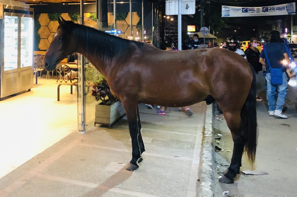 Candelillo, the horse that goes to ask for bread and vegetables, visiting various businesses in Ibagué