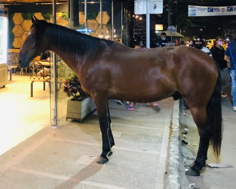 Candelillo, the horse that goes to ask for bread and vegetables, visiting various businesses in Ibagué