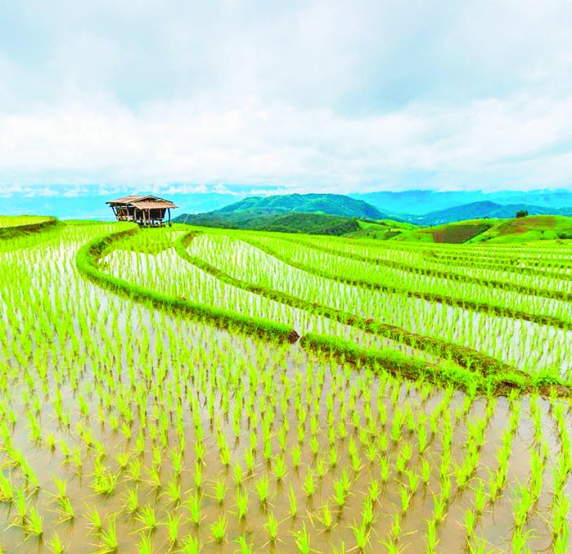 Con nuevas cepas China produce arroz tierra salada