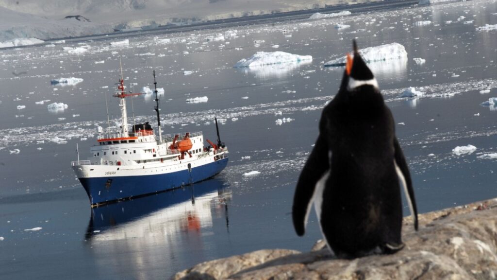 Climate change: experts warn of the risk to penguin colonies