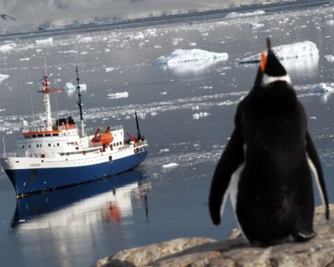 Climate change: experts warn of the risk to penguin colonies