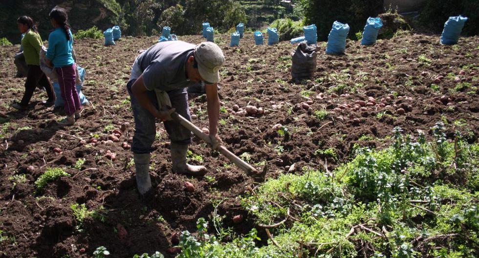 Conveagro questions the bill for the Second Agrarian Reform for not including agrarian unions