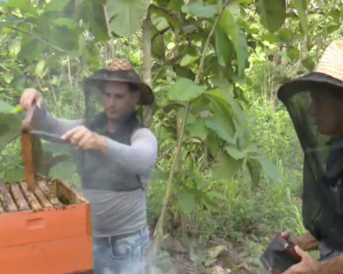 Cuban honey, sweet for export and bitter for nationals