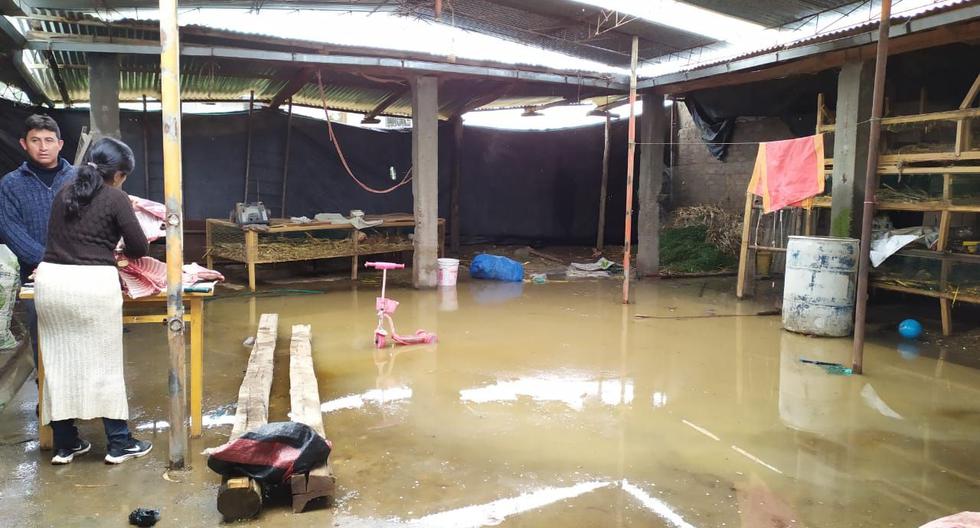 Dozens of guinea pigs die and businesses are eliminated by rains that flood properties in Huancayo (PHOTOS)