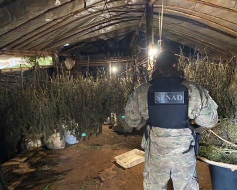 Drug traffickers produced more powerful marijuana in a mega laboratory in Amambay