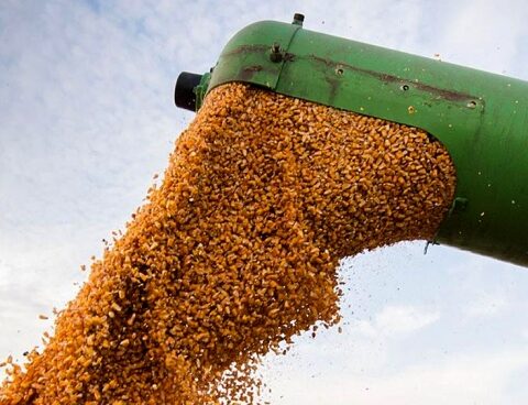 Due to the drought, drops in grain exports of up to US$ 2,500 million are estimated