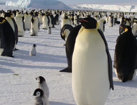 Emperor penguin colonies threatened by climate change