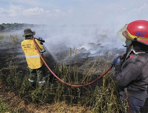 Environmental brigade combat forest fires in Corrientes and Río Negro