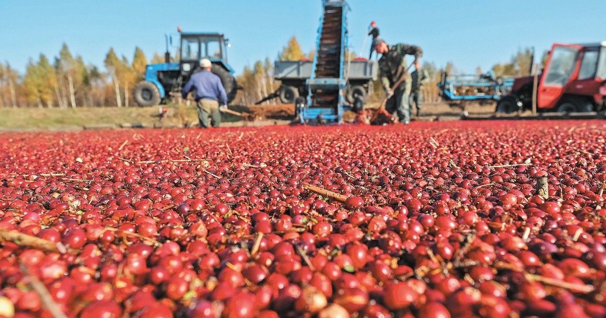 Exports from the Mexican countryside spun 12 years of growth in 2021