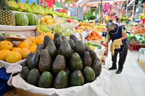 Exports of avocado from Michoacán to the US resume on Monday