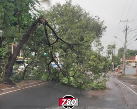 Fallen trees in Asunción after rains this Thursday