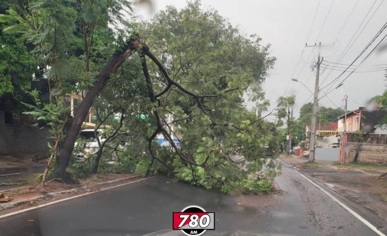 Fallen trees in Asunción after rains this Thursday