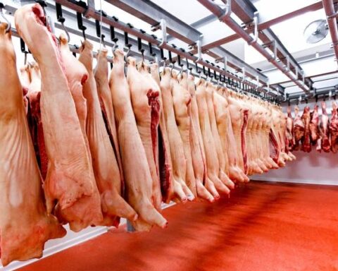 Future pig refrigerator will move the economy of Canindeyú