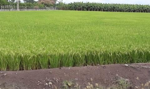 Government approaches an agreement with rice growers to protect the sector