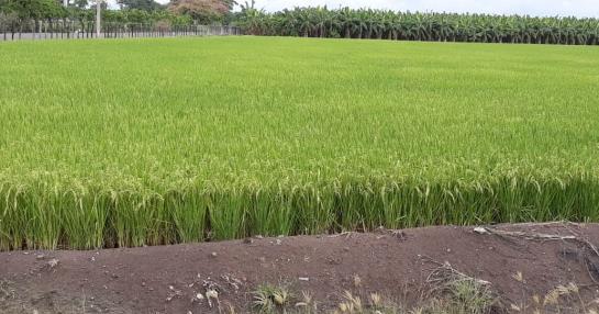 Government approaches an agreement with rice growers to protect the sector